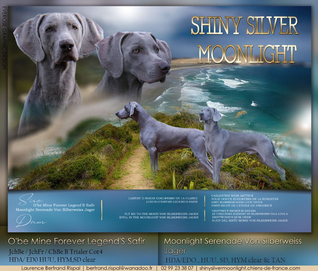 Shiny Silver Moonlight - NOUVELLE PORTEE