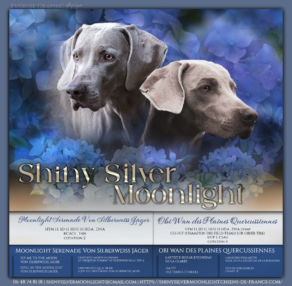 Shiny Silver Moonlight - PORTEE 2023  naissance fin aout