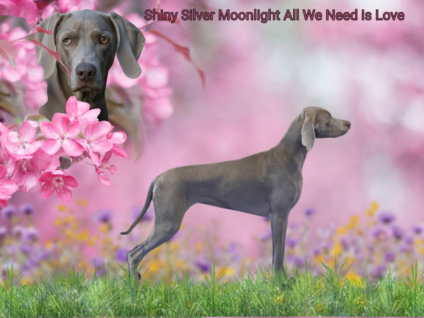 Shiny Silver Moonlight All we need is love