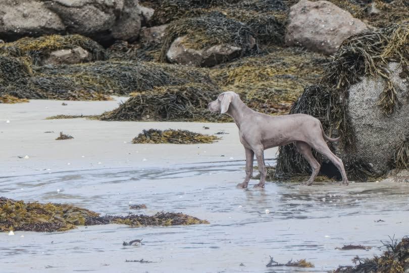 Shiny Silver Moonlight All we need is love