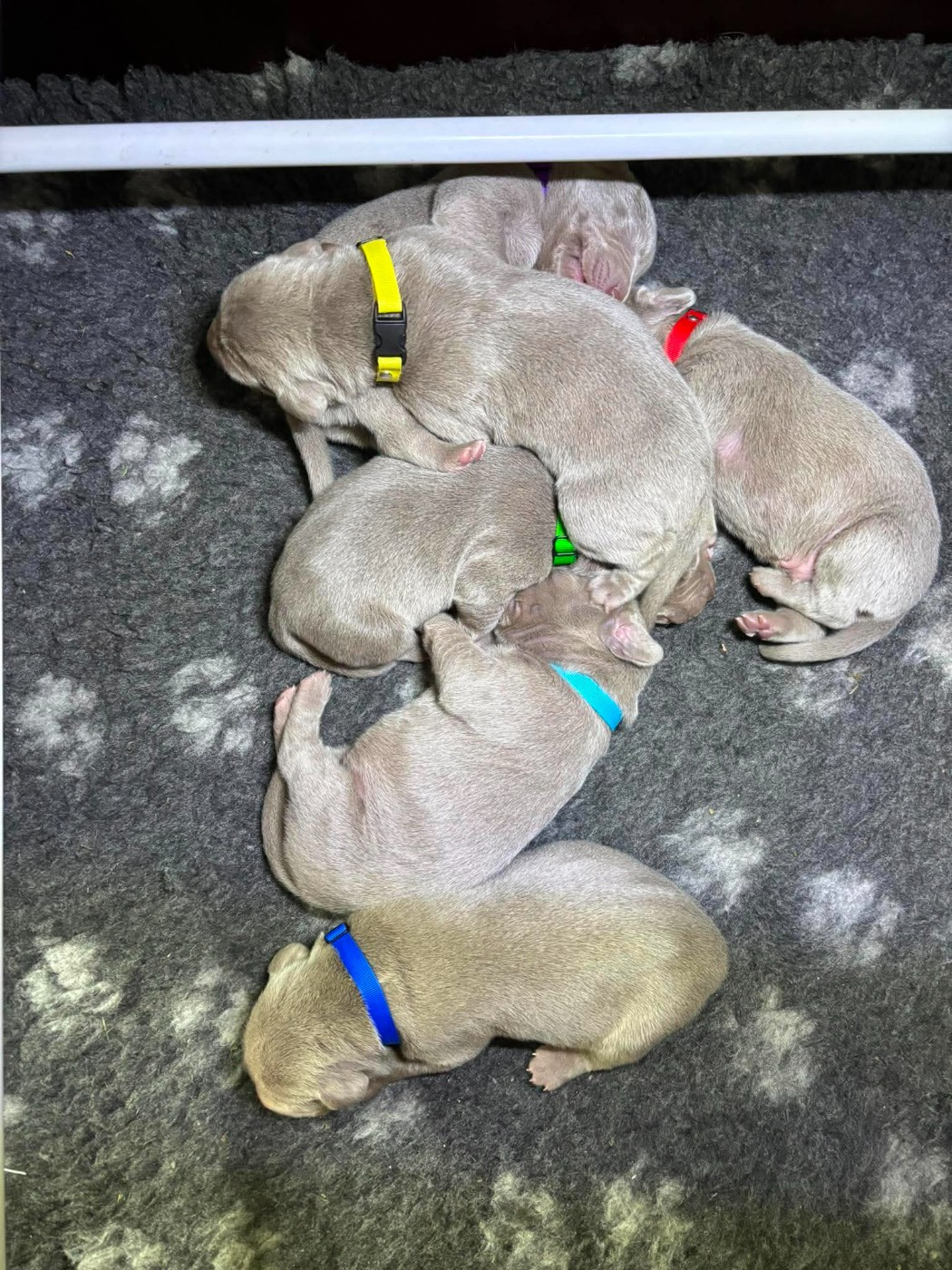 Shiny Silver Moonlight - Chiots disponibles - Braque de Weimar