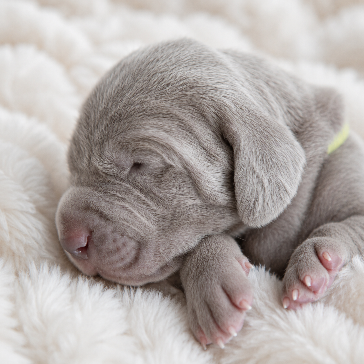 Shiny Silver Moonlight - Chiots disponibles - Braque de Weimar