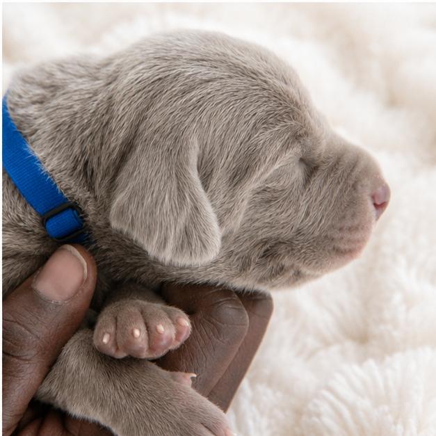 Shiny Silver Moonlight - Chiots disponibles - Braque de Weimar