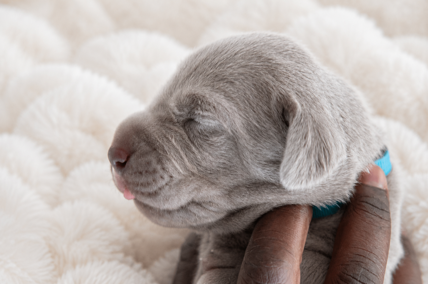 Shiny Silver Moonlight - Chiots disponibles - Braque de Weimar