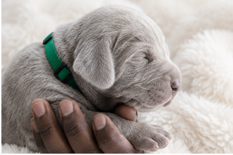 Shiny Silver Moonlight - Chiots disponibles - Braque de Weimar