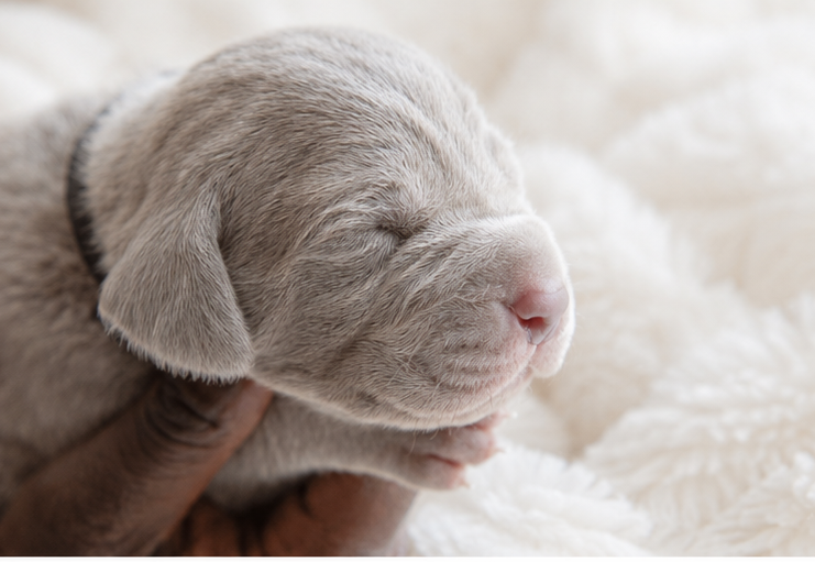 Shiny Silver Moonlight - Chiots disponibles - Braque de Weimar