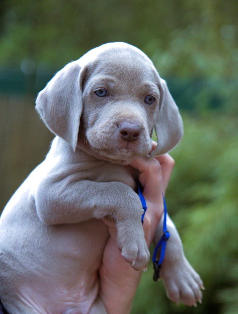 Shiny Silver Moonlight - Chiots disponibles - Braque de Weimar