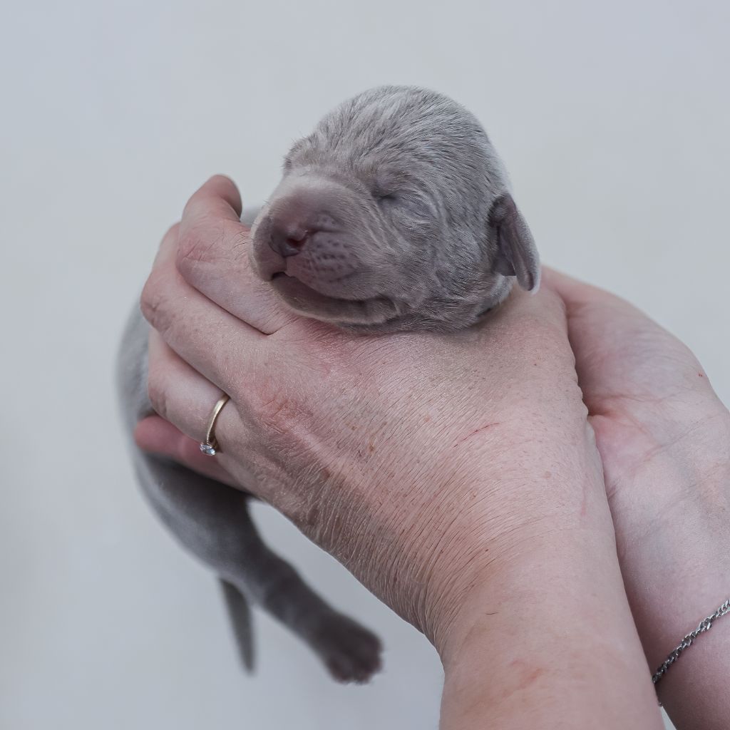 Shiny Silver Moonlight - Chiots disponibles - Braque de Weimar