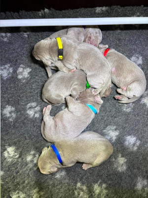 CHIOT 5
