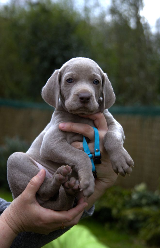 CHIOT collier turquoise