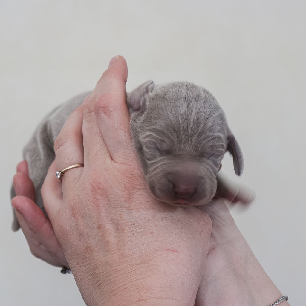 Shiny Silver Moonlight - Chiots disponibles - Braque de Weimar