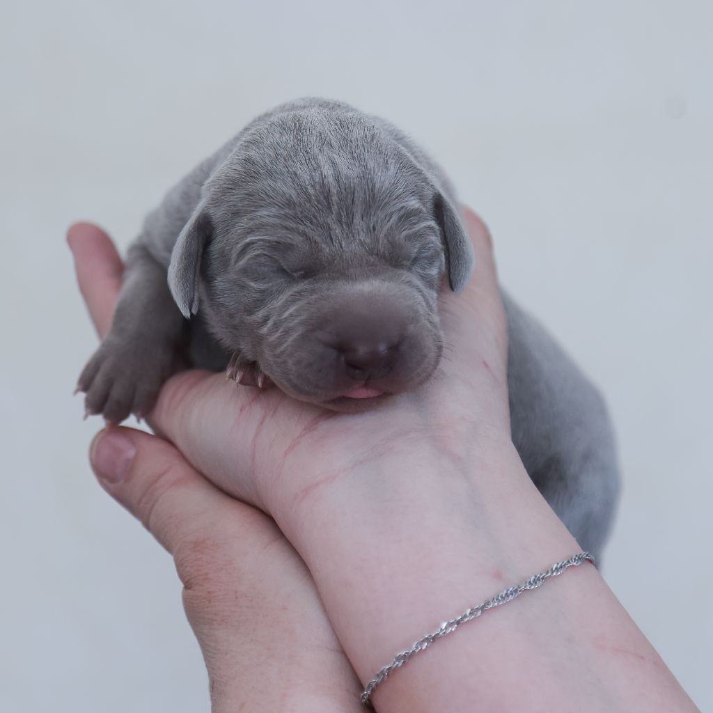 Shiny Silver Moonlight - Chiots disponibles - Braque de Weimar